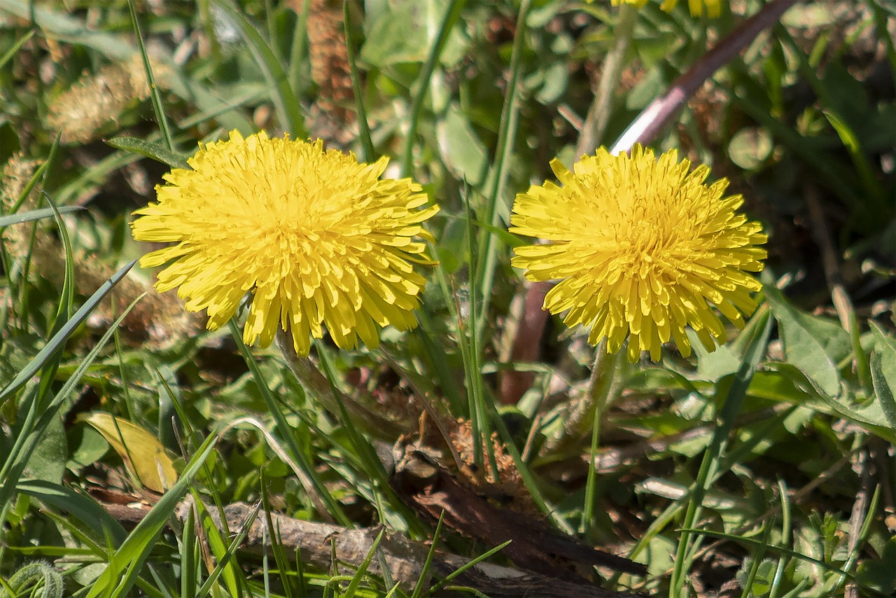 Recensioni su Tarassac Slim: testimonianze di chi l'ha provato