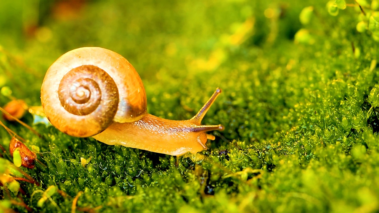 SDL Luxury: funziona veramente o è una truffa?